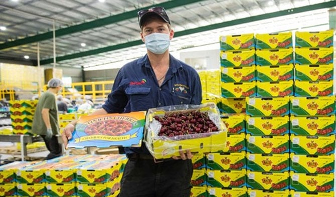 Matthew Batinich dari Batinich Cherrymore Orchard, salah satu kebun buah terbesar di Kota Young, menunjukkan buah ceri yang akan diekspor di Young di dekat Canberra, ibu kota Australia, pada 5 Desember 2020. (Xinhua/Chu Chen)