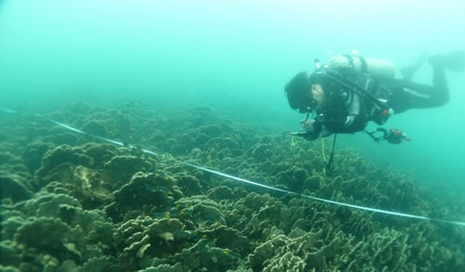 Seorang penyelam Reef Check melakukan survei terumbu karang bawah air di Hong Kong, China selatan, pada 5 Desember 2020. (Xinhua)