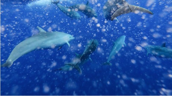Lumba-lumba Fraser terlihat di Laut China Selatan pada 20 Juli 2020. (Xinhua/Zhang Liyun)