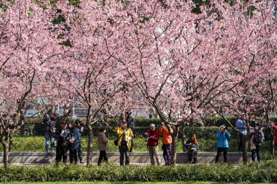 Orang-orang mengamati bunga sakura yang bermekaran di Taman Patung Jing'an di Shanghai, China timur, pada 2 Maret 2021. (Xinhua/Wang Xiang)