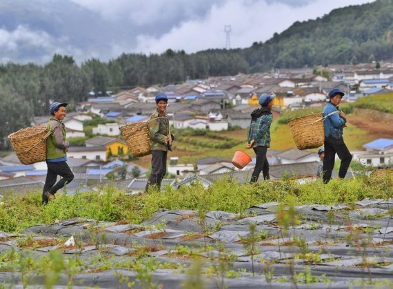 Sejumlah wanita berjalan ke pusat penanaman bluberi untuk bekerja di Desa Laoji di wilayah Butuo, Prefektur Otonom Etnis Yi Liangshan, Provinsi Sichuan, China barat daya, pada 13 Agustus 2020. (Xinhua/Liu Kun)