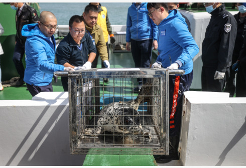 Para pekerja menaikkan anjing laut berbintik ke atas kapal untuk dilepasliarkan ke laut di Dalian, Provinsi Liaoning, China timur laut, pada 16 April 2021. (Xinhua/Pan Yulong)