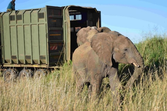 Dalam 3 Dekade, Populasi Gajah di Kenya Naik 2,8 Persen Per tahun 