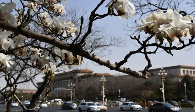 Bunga magnolia yang bermekaran terlihat di dekat Balai Agung Rakyat di Beijing, pada 24 Maret 2021. (Xinhua/Luo Xiaoguang)