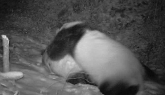 Foto yang diabadikan menggunakan kamera inframerah berikut menunjukkan dua panda bergumul dalam pertarungan sengit pada sekitar tengah malam di antara 9-10 Desember 2020. (Xinhua/Taman Nasional Panda Raksasa)