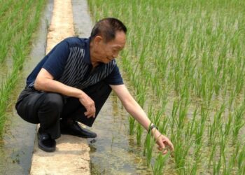Foto dokumentasi yang diabadikan pada 10 Mei 2007 ini menunjukkan Yuan Longping sedang memeriksa sawah percobaan padi hibrida. (Xinhua/Zhao Zhongzhi)