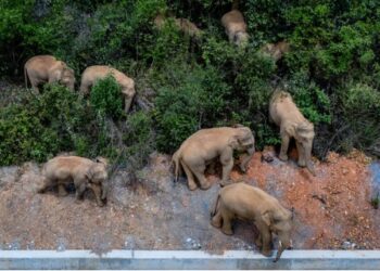 Foto dari udara yang diabadikan pada 28 Mei 2021 ini menunjukkan kawanan gajah Asia liar bergerak ke utara di wilayah Eshan, Provinsi Yunnan, China barat daya. (Xinhua/Hu Chao)