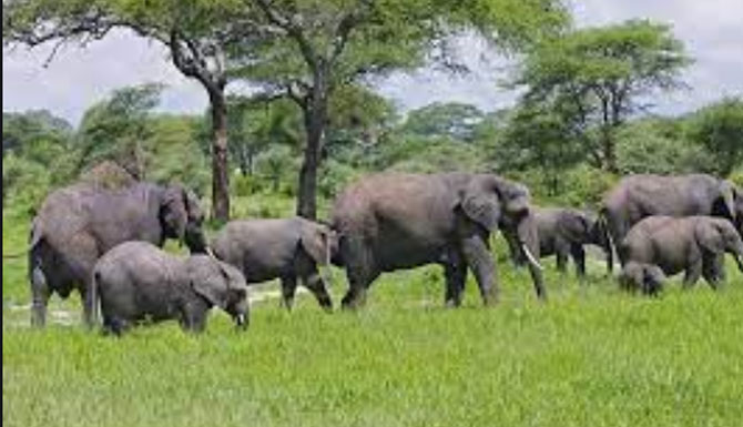 200 Gajah Berkeliaran di Luar Taman Nasional di Tanzania