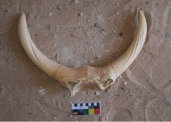 Foto yang diabadikan pada 11 Mei 2021 ini menunjukkan tulang hewan yang digali dari makam batu di sebuah daerah pegunungan di Provinsi Sohag, Mesir. (Xinhua/Kementerian Pariwisata dan Kepurbakalaan Mesir)