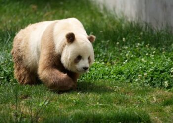 Foto yang diabadikan pada 28 Mei 2021 ini menunjukkan "Qi Zai", satu-satunya panda raksasa cokelat hasil penangkaran di dunia, berjalan di sebuah taman di Provinsi Shaanxi, China barat laut. (Xinhua/Li Yibo)