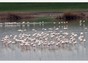 Kawanan burung flamingo terlihat di Danau Mogan di Ankara, Turki, pada 22 Juni 2021.