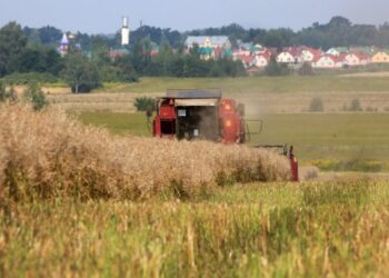 Seorang petani memanen tanaman rapeseed di sebuah ladang di pinggiran Minsk, Belarus, pada 5 Agustus 2020. (Xinhua/Henadz Zhinkov)