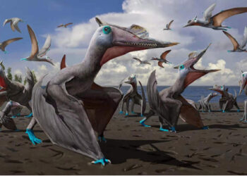 Gambar ilustrasi di atas menunjukkan spesies dinosaurus baru yang ditemukan di Daerah Otonom Uighur Xinjiang, China. (Xinhua)
