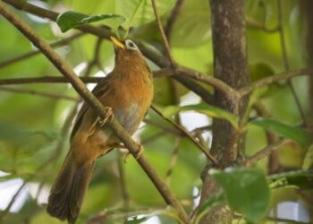 Seekor burung Hwamei China terlihat di hutan Singapura, pada 28 Juni 2021. (Xinhua/Then Chih Wey)