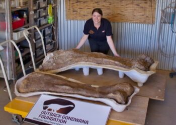 Foto dokumen yang diabadikan pada 19 Maret 2014 ini menunjukkan seorang staf berpose dengan fosil Australotitan cooperensis di Eromanga, Queensland, Australia. (Xinhua/Scott Hocknull)