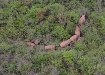 Hasil tangkapan layar dari video drone ini menunjukkan gajah-gajah Asia di Dalongtan, wilayah Eshan, yang terletak di Kota Yuxi, Provinsi Yunnan, China barat daya, pada 22 Juni 2021. (Xinhua)