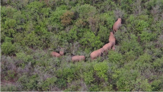 Hasil tangkapan layar dari video drone ini menunjukkan gajah-gajah Asia di Dalongtan, wilayah Eshan, yang terletak di Kota Yuxi, Provinsi Yunnan, China barat daya, pada 22 Juni 2021. (Xinhua)