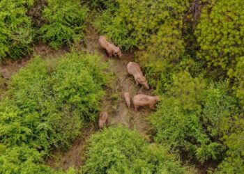Foto dari udara yang diabadikan pada 8 Juni 2021 ini menunjukkan kawanan gajah Asia liar di Distrik Jinning, Kunming, Provinsi Yunnan, China barat daya. (Xinhua)