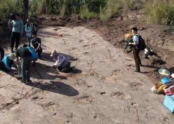 Para peneliti paleontologi menemukan jejak fosil dinosaurus di China timur. Jumlahnya, lebih dari 240. [Xinhua News]