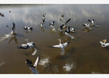 Burung-burung pelikan terlihat di Danau Mogan di Ankara, Turki, pada 13 Juni 2021. (Xinhua/Mustafa Kaya)