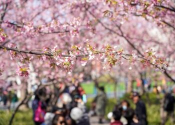 Orang-orang menikmati keindahan bunga sakura yang mekar penuh di Taman Patung Jing'an di Shanghai, China timur, pada 2 Maret 2021. (Xinhua/Wang Xiang)