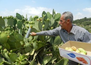 orang petani Lebanon memetik buah pir berduri di dekat Kota Hasbaya, Lebanon tenggara, pada 24 Juli 2021. (Xinhua/Taher Abu Hamdan)
