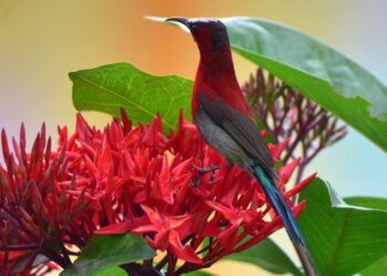 Seekor burung sunbird mengambil nektar dari bunga di Distrik Nagaon, Negara Bagian Assam, India timur laut, pada 18 Juli 2021. (Xinhua/Str)