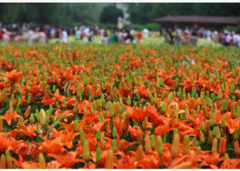 Foto yang diabadikan pada 6 Juli 2021 ini menunjukkan hamparan bunga bakung di Taman Shenshuiwan di Shenyang, Provinsi Liaoning, China timur laut. (Xinhua)