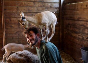 Seekor bayi kambing ibex Nubia berdiri di bahu seorang pekerja kebun binatang di Jerusalem Biblical Zoo, Israel, pada 29 Juni 2021. (Xinhua/Gil Cohen Magen)