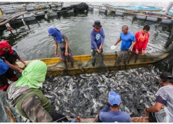 Para nelayan mengumpulkan ikan nila di dekat pulau gunung berapi Taal di Provinsi Batangas, Filipina, pada 8 Juli 2021. (Xinhua/Rouelle Umali)