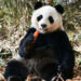 Foto yang diabadikan pada 12 Desember 2019 ini menunjukkan panda raksasa Qiao Qiao di Cagar Alam Nasional Wolong di Provinsi Sichuan, China barat daya. (Xinhua)