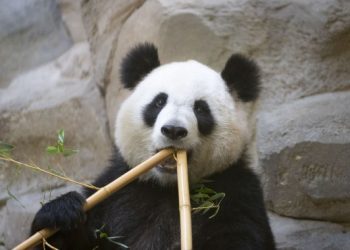 Foto dokumentasi yang diabadikan pada 5 Mei 2021 ini menunjukkan panda raksasa Huan Huan di Kebun Binatang Beauval di Saint-Aignan-sur-Cher, Prancis. (Xinhua/Kebun Binatang Beauval)