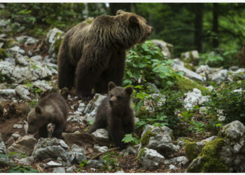 Foto yang diabadikan pada 8 Juli 2021 ini menunjukkan tiga ekor beruang cokelat sedang mencari makan di hutan di Notranjska, Slovenia. (Xinhua/Zeljko Stevanic)