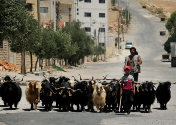 Seorang anak laki-laki menggiring domba menjelang Hari Raya Idul Adha di Damaskus, Suriah, pada 14 Juli 2021. (Xinhua/Ammar Safarjalani)