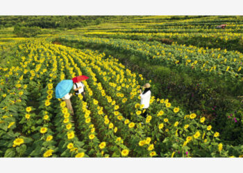 Foto dari udara yang diabadikan pada 29 Agustus 2021 ini menunjukkan sejumlah wisatawan di tengah hamparan bunga matahari di Niangniangzhuang, Kota Zunhua, Provinsi Hebei, China utara, pada 29 Agustus 2021. (Xinhua/Liu Mancang)