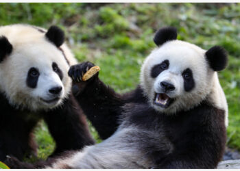 Panda raksasa Bao Mei (kanan) bermain dengan induknya Hao Hao di Kebun Binatang Pairi Daiza di Brugelette, Belgia, pada 8 Agustus 2021.  (Xinhua/Zhang Cheng)