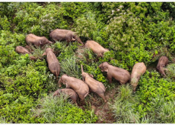 Foto dari udara yang diabadikan pada 13 Agustus 2021 ini menunjukkan kawanan gajah Asia liar di wilayah Mojiang, Kota Pu'er, Provinsi Yunnan, China barat daya. Pada Kamis (12/8) pukul 23.48 waktu setempat, yang bertepatan dengan Hari Gajah Sedunia, kawanan 14 gajah liar Asia yang bermigrasi dan menjadi sorotan dunia kembali ke habitat tradisional mereka di wilayah Mojiang, Kota Pu'er. (Xinhua)