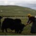 Seorang gembala menambatkan seekor yak di padang rumput musim panas di wilayah Maqen, Prefektur Otonom Etnis Tibet Golog, Provinsi Qinghai, China barat laut, pada 3 Agustus 2021. (Xinhua/Zhang Long)