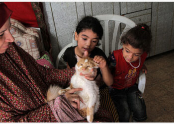 Anggota keluarga Abu al-Khair merawat seekor kucing di dalam rumah mereka di kamp pengungsi Al-Shati di Gaza City, pada 8 Agustus 2021. Keluarga Abu al-Khair mengubah rumah mereka menjadi tempat penampungan untuk membantu kucing-kucing liar yang membutuhkan, meskipun kondisi hidup mereka sulit. (Xinhua/Rizek Abdeljawad)