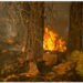 Foto yang diabadikan pada 5 Agustus 2021 ini menunjukkan area yang dilalap api dalam kebakaran hutan yang dijuluki "Dixie Fire" di Hutan Nasional Lassen, California Utara, Amerika Serikat (AS). "Dixie Fire" telah menghanguskan sekitar 175.153 hektare area hutan dengan 35 persen di antaranya berhasil dipadamkan hingga Jumat (6/8) pagi waktu setempat, menurut Departemen Kehutanan dan Perlindungan Kebakaran California (Cal Fire). (Xinhua/Dong Xudong)