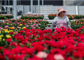 Seorang staf menata bunga di Distrik Jinning di Kunming, ibu kota Provinsi Yunnan, China barat daya, pada 2 April 2020. Distrik Jinning telah mengembangkan industri penanaman bunga dalam beberapa tahun terakhir sebagai cara untuk meningkatkan pendapatan warga setempat. (Xinhua/Hu Chao)