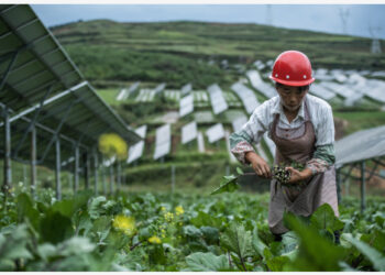 Seorang penduduk desa memetik sayuran di pembangkit listrik fotovoltaik di Wilayah Otonom Etnis Yi, Hui, dan Miao Weining di Kota Bijie, Provinsi Guizhou, China barat daya, pada 24 Agustus 2021. (Xinhua/Tao Liang)