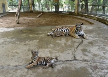 Dua bayi harimau benggala terlihat bersama induk mereka di Kebun Binatang Nasional Bangladesh di Dhaka, Bangladesh, pada 17 Agustus 2021. (Xinhua)