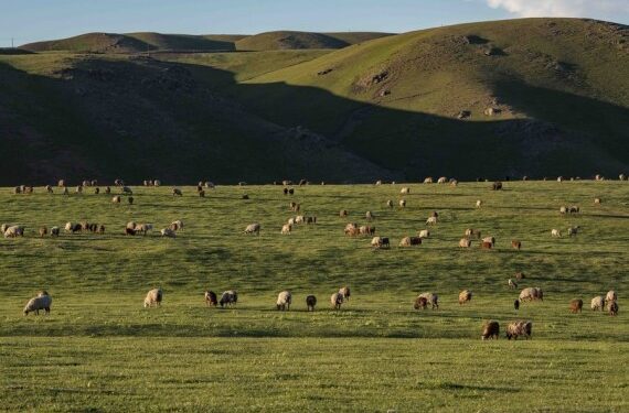 Foto yang diabadikan pada 15 Juni 2021 menunjukkan pemandangan hewan-hewan di padang rumput musim panas di Gunung Barlik di wilayah Yumin, Daerah Otonom Uighur Xinjiang, China barat laut. (Xinhua/Hu Huhu)