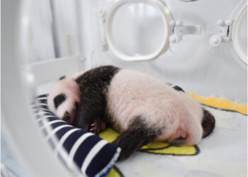 Foto yang diabadikan pada 20 Agustus 2021 ini menunjukkan bayi panda raksasa di Pusat Penelitian Panda Raksasa Qinling di Provinsi Shaanxi, China barat laut. (Xinhua/Zhang Bowen)