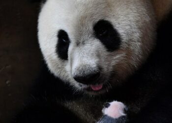 Panda raksasa Ya Ya merawat bayinya di Pusat Penelitian Panda Raksasa Qinling di Provinsi Shaanxi, China barat laut, pada 20 Agustus 2021. (Xinhua/Zhang Bowen)
