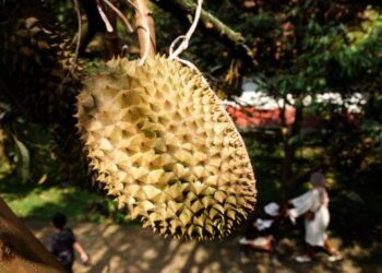 Pengunjung berjalan-jalan di perkebunan durian di Warso Farm di Cijeruk, Kabupaten Bogor, Jawa Barat, pada 18 September 2021. (Xinhua/Veri Sanovri)