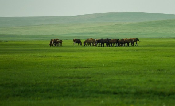 Foto yang diabadikan pada 22 Juli 2021 ini menunjukkan pemandangan musim panas Padang Rumput Wilayah Chenbarhu di Hulun Buir, Daerah Otonom Mongolia Dalam, China utara. (Xinhua/Lian Zhen)