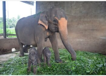 Foto yang diabadikan pada 31 Agustus 2021 ini menunjukkan bayi gajah jantan kembar bersama induknya yang bernama Surangi di Panti Asuhan Gajah Pinnawala yang terletak di luar daerah perbukitan tengah Kota Kandy, Sri Lanka. (Xinhua/Panti Asuhan Gajah Pinnawala)
