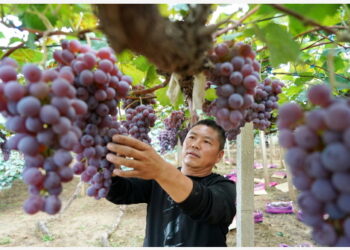 Seorang penduduk desa memanen buah anggur di Wenquantun, wilayah Zhuolu, Provinsi Hebei, China utara, pada 26 September 2021. (Xinhua/Mu Yu)